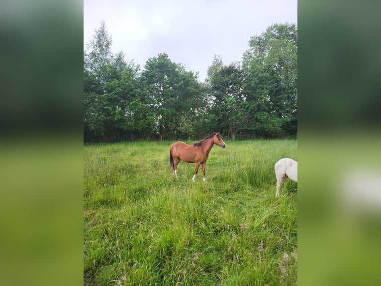 Welsh PB (Partbred) Mare 4 years 13.1 hh Brown in Reher