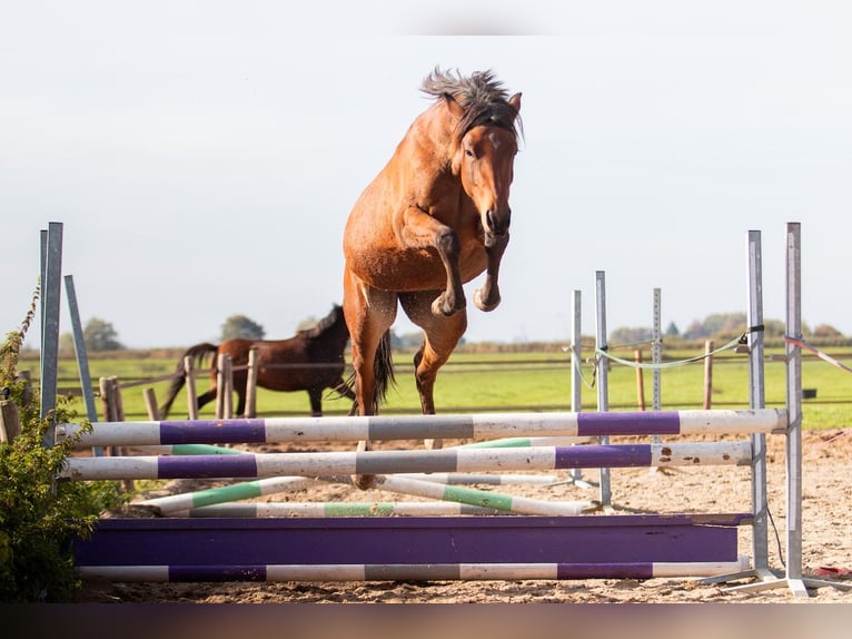 Welsh PB (Partbred) Mare 4 years 14,1 hh Brown in Driebruggen