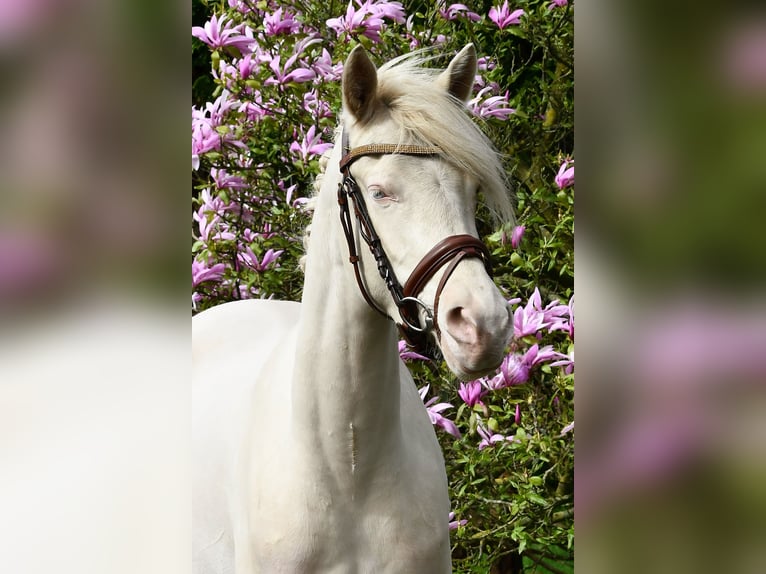 Welsh PB (Partbred) Mare 4 years 14,1 hh Perlino in Halsteren
