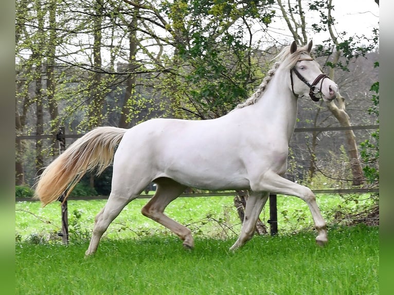 Welsh PB (Partbred) Mare 4 years 14,1 hh Perlino in Halsteren