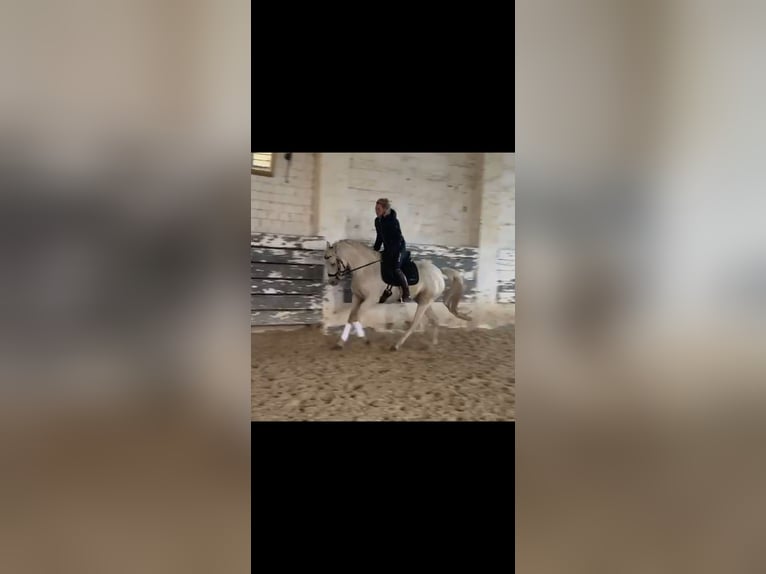 Welsh PB (Partbred) Mare 4 years 14,2 hh Palomino in Schwalmstadt Welsh PB (Partbred) Mare 4 years 14,2 hh Palomino in Schwalmstadt