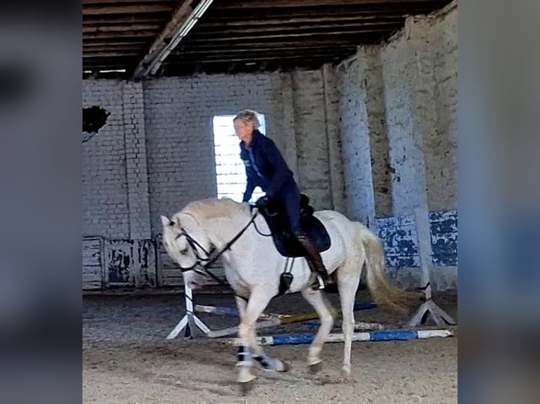 Welsh PB (Partbred) Mare 4 years 14,2 hh Palomino in Schwalmstadt Welsh PB (Partbred) Mare 4 years 14,2 hh Palomino in Schwalmstadt
