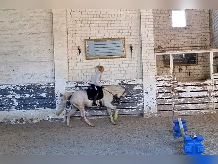 Welsh PB (Partbred) Mare 4 years 14,2 hh Palomino in Schwalmstadt Welsh PB (Partbred) Mare 4 years 14,2 hh Palomino in Schwalmstadt