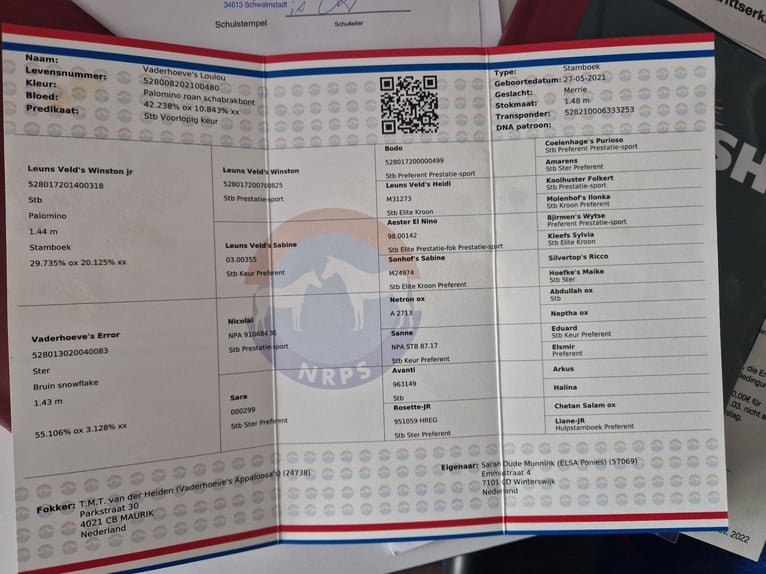 Welsh PB (Partbred) Mare 4 years 14,2 hh Palomino in Schwalmstadt