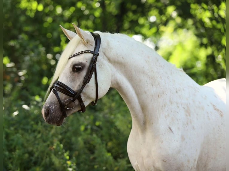 Welsh PB (Partbred) Mare 4 years 14,2 hh Palomino in Schwalmstadt