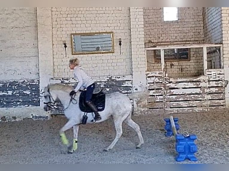 Welsh PB (Partbred) Mare 4 years 14,2 hh Palomino in Schwalmstadt