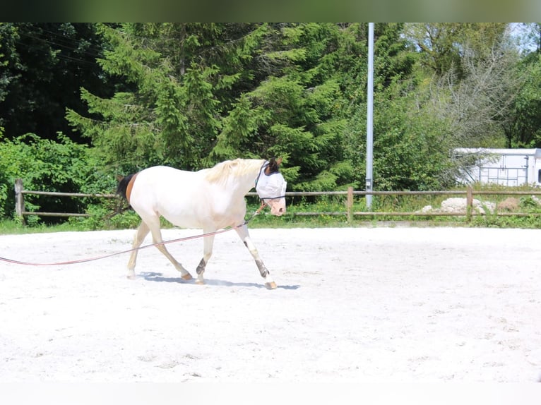 Welsh PB (Partbred) Mare 4 years 14,2 hh Tovero-all-colors in Lesneven
