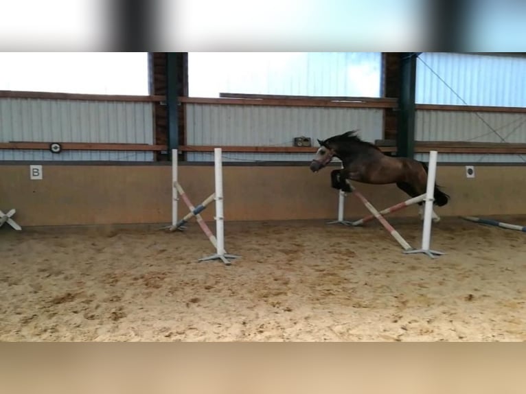 Welsh PB (Partbred) Mix Mare 4 years 15,2 hh Buckskin in H&#xF6;xter