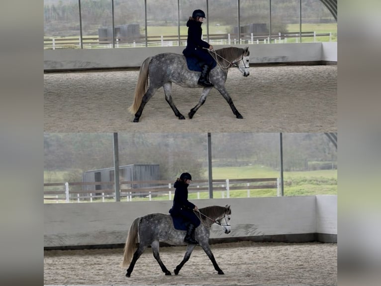 Welsh PB (Partbred) Mare 5 years 13.1 hh White in Příbram