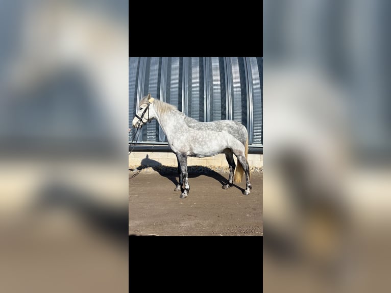 Welsh PB (Partbred) Mare 5 years 13.1 hh White in Příbram