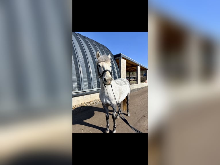 Welsh PB (Partbred) Mare 5 years 13,1 hh White in Příbram