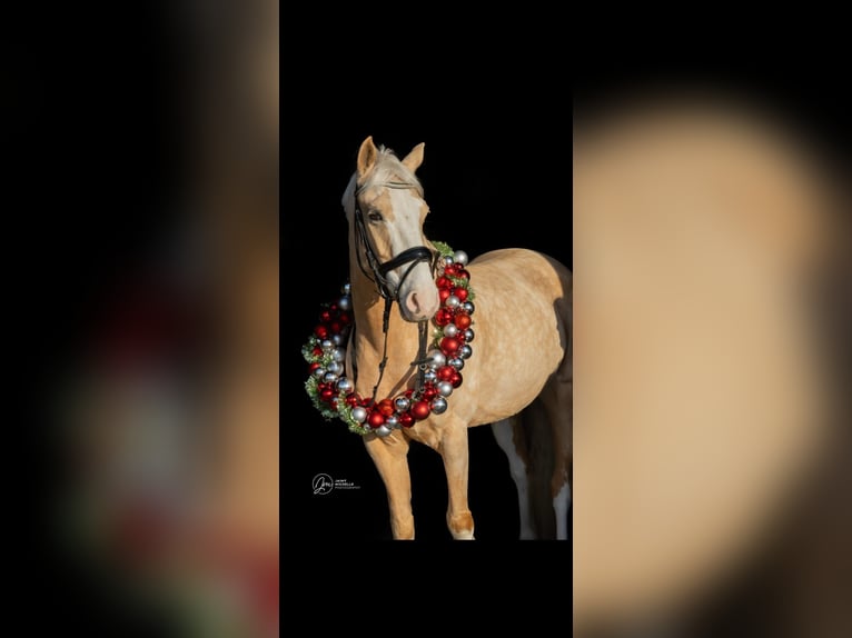 Welsh PB (Partbred) Mare 5 years 14,1 hh Palomino in Oudendijk