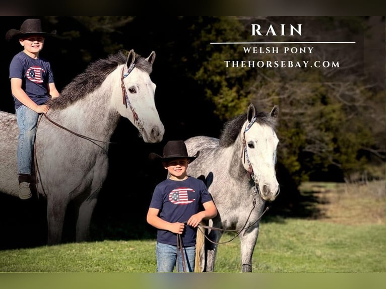 Welsh PB (Partbred) Mare 7 years 14,1 hh Grey-Dapple in Mount Vernon, KY