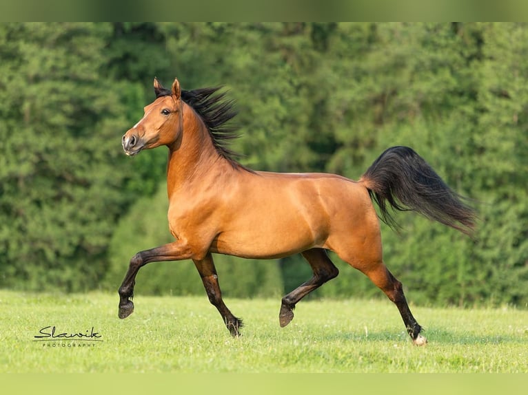 Welsh PB (Partbred) Mix Mare 8 years 15,1 hh Brown in Lasberh