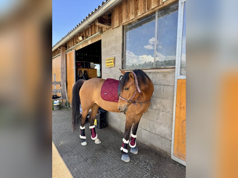 Welsh PB (Partbred) Mix Mare 8 years 15,1 hh Brown in Lasberh
