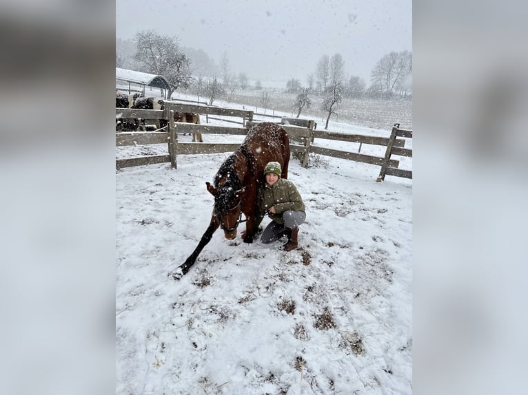 Welsh PB (Partbred) Mix Mare 8 years 15,1 hh Brown in Lasberh