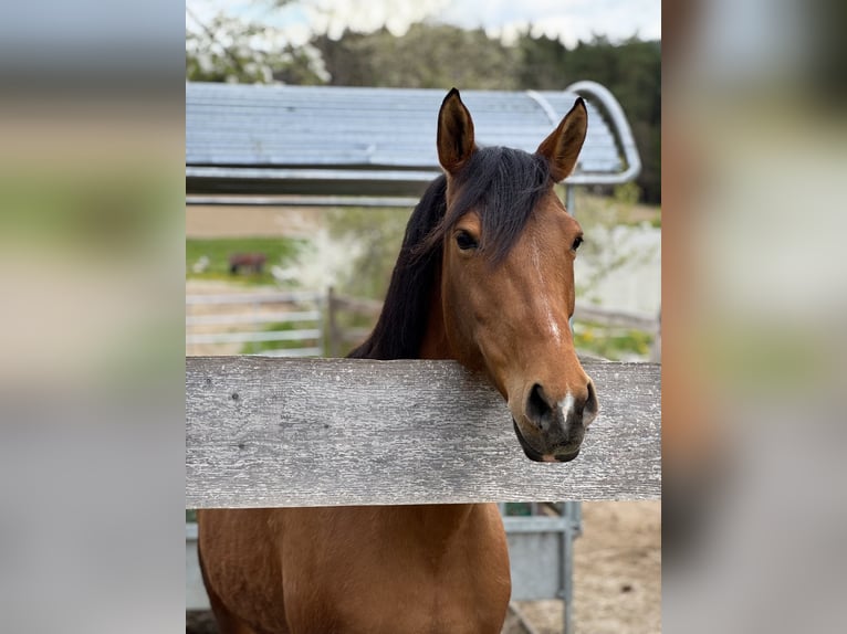 Welsh PB (Partbred) Mix Mare 8 years 15,1 hh Brown in Lasberh