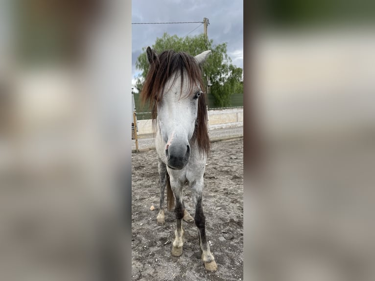 Welsh PB (Partbred) Mix Mare 9 years 11,1 hh Grey in Falkenstein/Vogtland