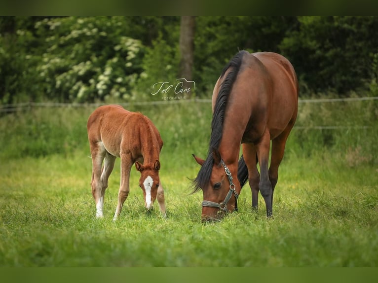 Welsh PB (Partbred) Mare 9 years 15 hh Brown in Aalten