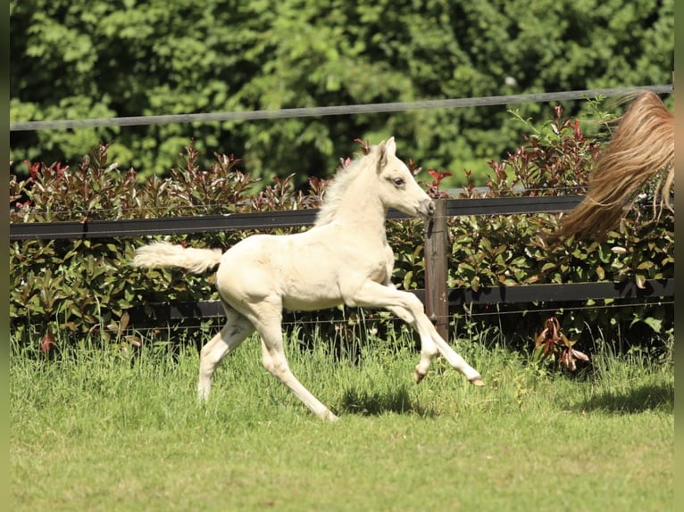 Welsh PB (Partbred) Mare Foal (04/2026) 14.1 hh Palomino in Hengelo (Gld)