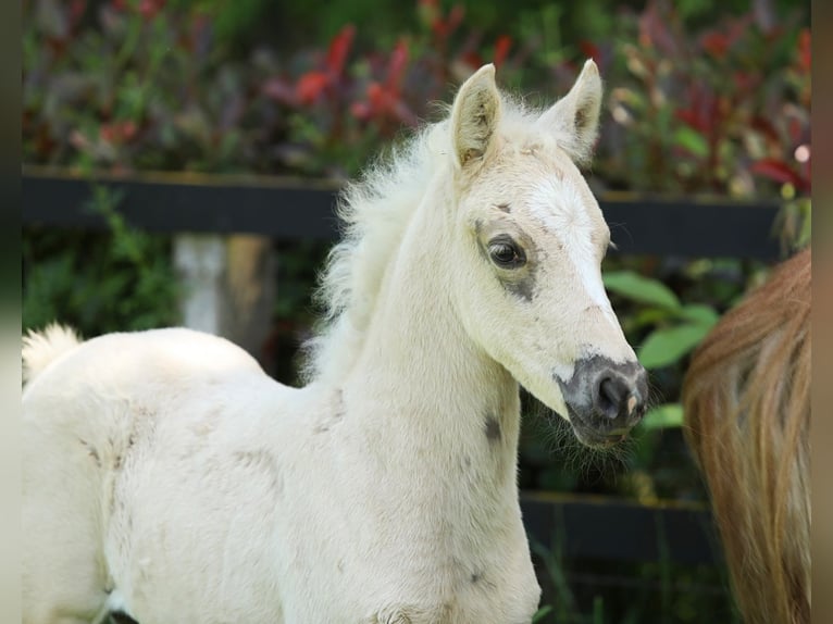 Welsh PB (Partbred) Mare Foal (04/2026) 14.1 hh Palomino in Hengelo (Gld)