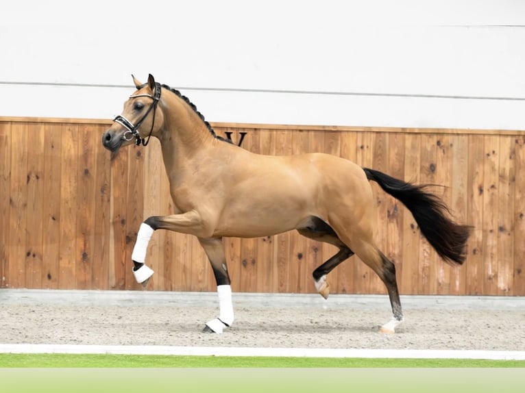 Welsh PB (Partbred) Mare Foal (06/2026) 14 hh Chestnut-Red in Mol