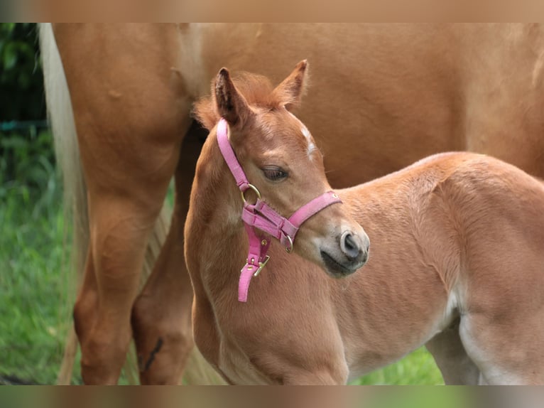 Welsh PB (Partbred) Mare Foal (06/2026) 14 hh Chestnut-Red in Mol