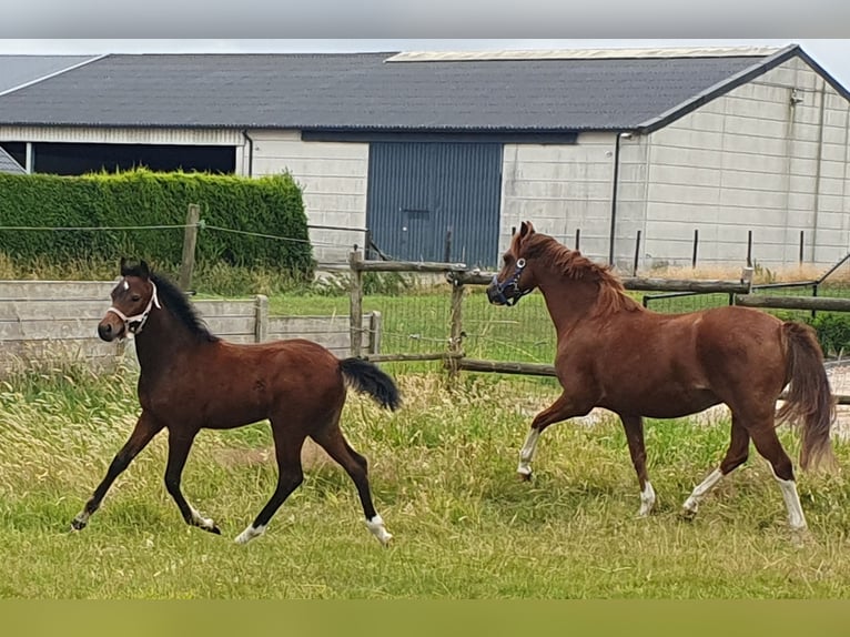 Welsh PB (Partbred) Mare Foal (04/2025) Brown in Weelde