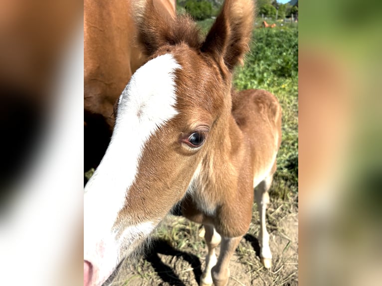 Welsh PB (Partbred) Mare  Chestnut-Red in Pelleautier