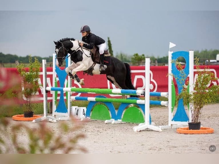 Welsh PB (Partbred) Stallion 15 years 13,2 hh Tobiano-all-colors in LA GENETOUZE
