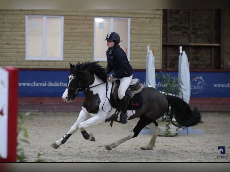 Welsh PB (Partbred) Stallion 15 years 13,2 hh Tobiano-all-colors in LA GENETOUZE