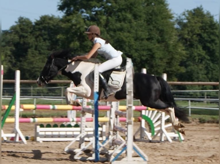 Welsh PB (Partbred) Stallion 15 years 13,2 hh Tobiano-all-colors in LA GENETOUZE