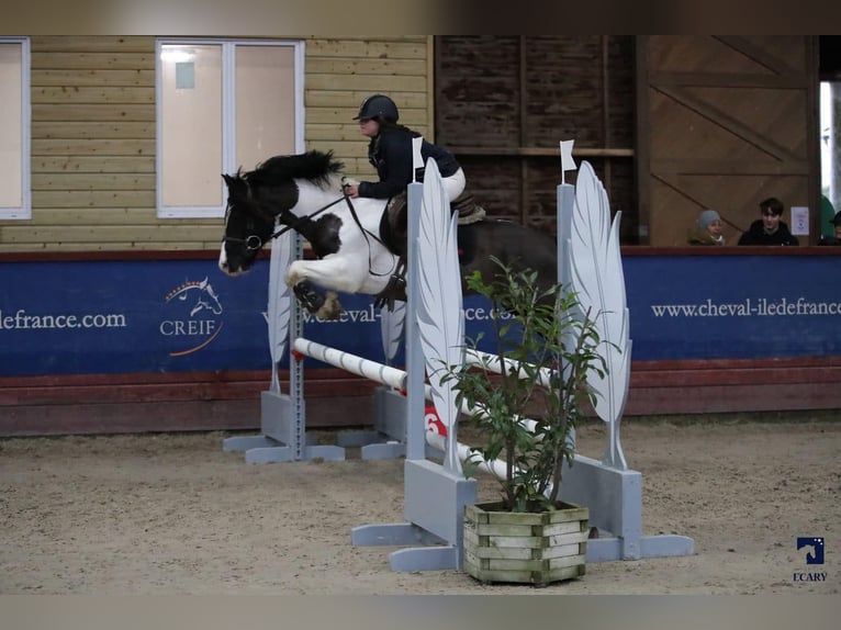 Welsh PB (Partbred) Stallion 15 years 13,2 hh Tobiano-all-colors in LA GENETOUZE