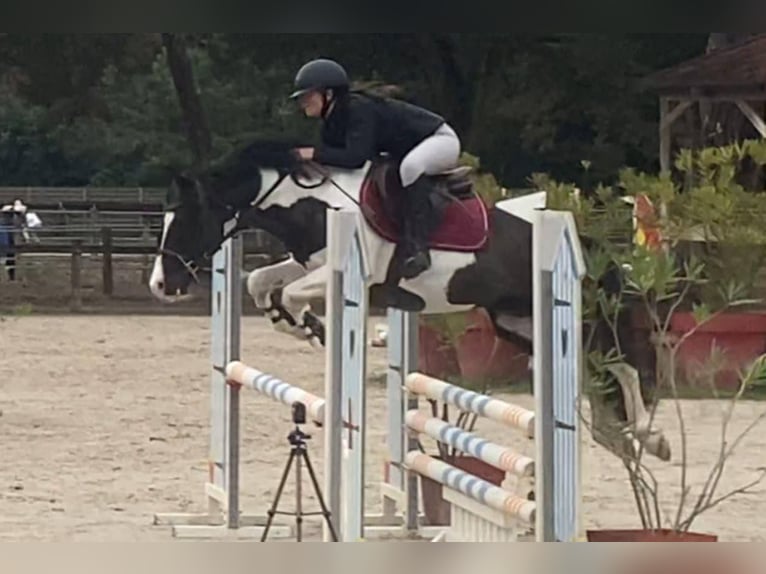 Welsh PB (Partbred) Stallion 15 years 13,2 hh Tobiano-all-colors in LA GENETOUZE