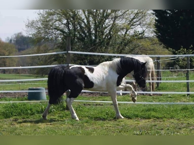 Welsh PB (Partbred) Stallion 15 years 13,2 hh Tobiano-all-colors in LA GENETOUZE