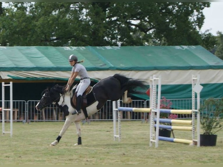 Welsh PB (Partbred) Stallion 15 years 13,2 hh Tobiano-all-colors in LA GENETOUZE