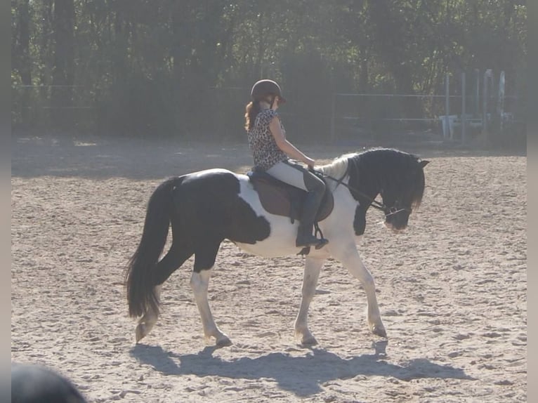 Welsh PB (Partbred) Stallion 15 years 13,2 hh Tobiano-all-colors in LA GENETOUZE
