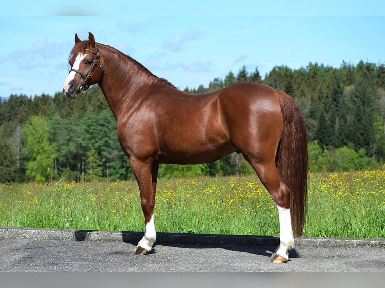 Welsh PB (Partbred) Stallion 1 year 13,1 hh Chestnut-Red in St. Erhard