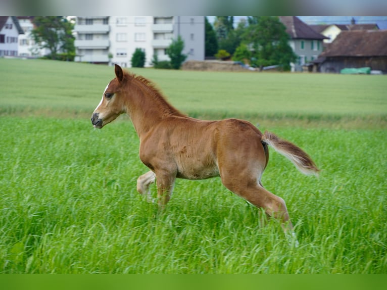 Welsh PB (Partbred) Stallion 1 year 13,1 hh Chestnut-Red in St. Erhard