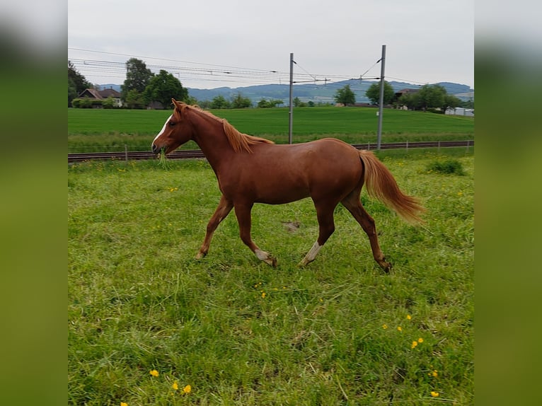Welsh PB (Partbred) Stallion 1 year 13,1 hh Chestnut-Red in St. Erhard