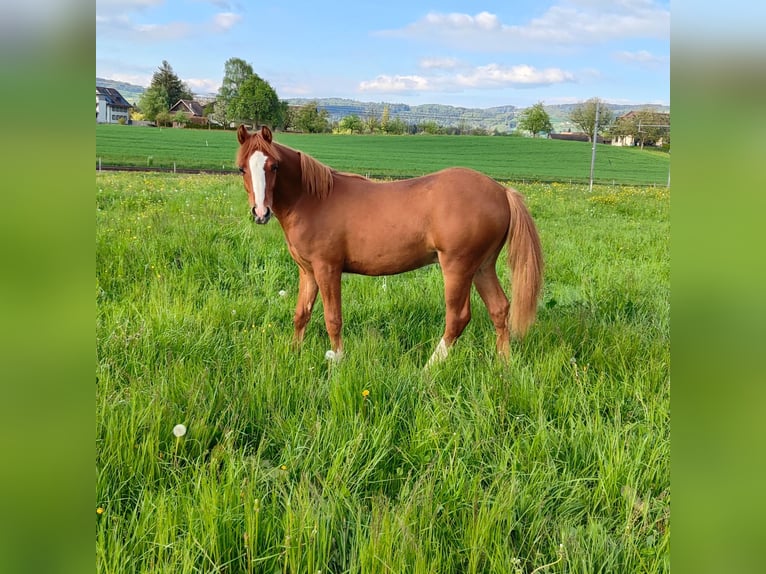Welsh PB (Partbred) Stallion 1 year 13,1 hh Chestnut-Red in St. Erhard