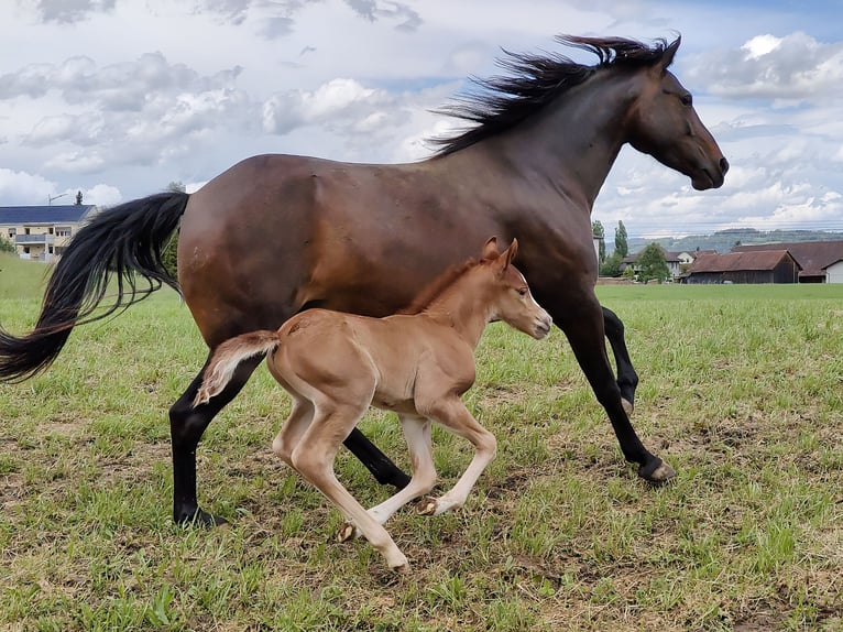 Welsh PB (Partbred) Stallion 1 year 13,1 hh Chestnut-Red in St. Erhard