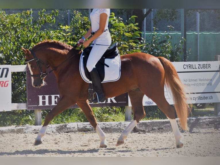 Welsh PB (Partbred) Stallion 1 year 13,1 hh Chestnut-Red in St. Erhard