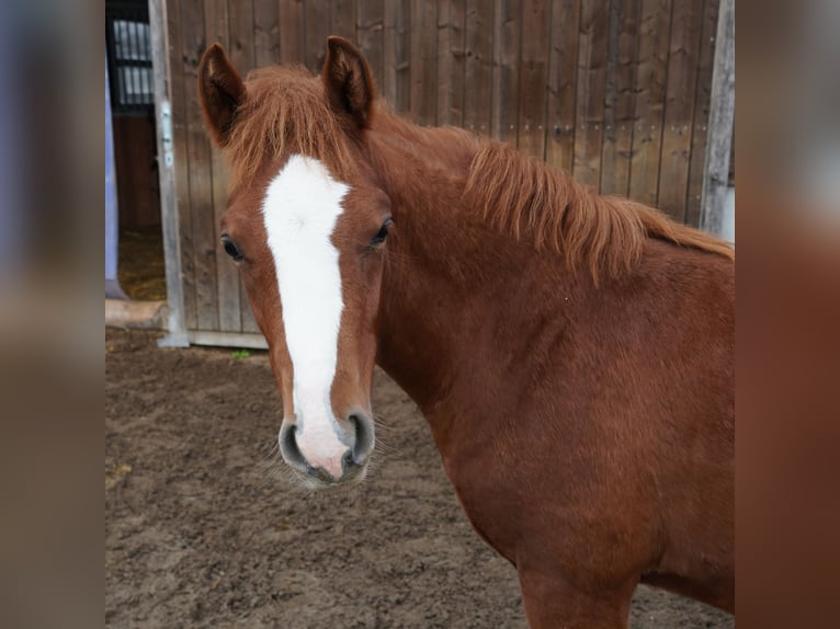 Welsh PB (Partbred) Stallion 1 year 13,1 hh Chestnut-Red in St. Erhard
