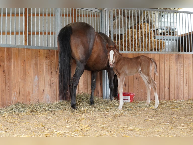 Welsh PB (Partbred) Stallion 1 year 13,1 hh Chestnut-Red in St. Erhard