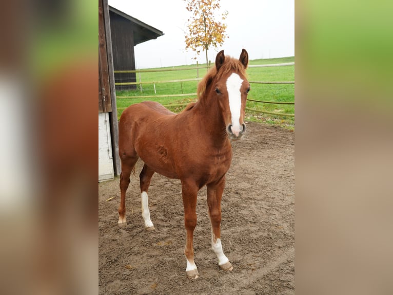 Welsh PB (Partbred) Stallion 1 year 13,1 hh Chestnut-Red in St. Erhard