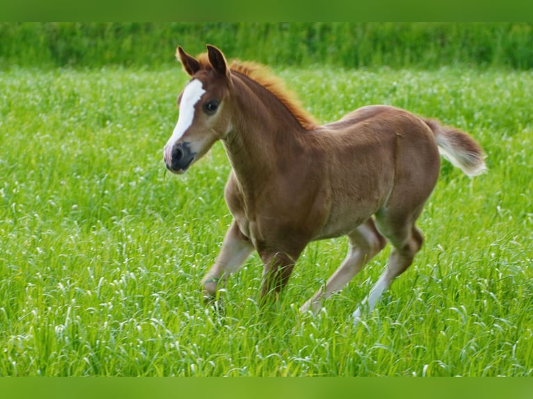 Welsh PB (Partbred) Stallion 1 year 13,1 hh Chestnut-Red in St. Erhard