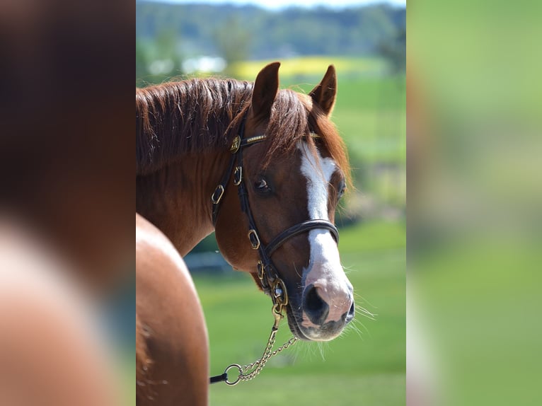 Welsh PB (Partbred) Stallion 1 year 13,1 hh Chestnut-Red in St. Erhard
