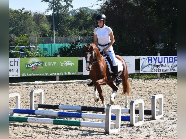 Welsh PB (Partbred) Stallion 1 year 13,1 hh Chestnut-Red in St. Erhard