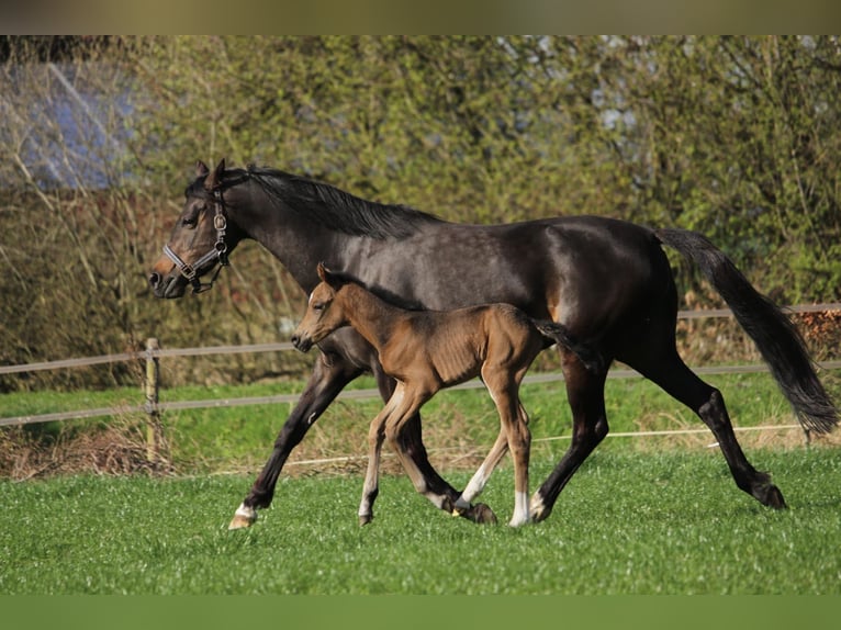 Welsh PB (Partbred) Stallion 1 year 13,2 hh Buckskin in Laar